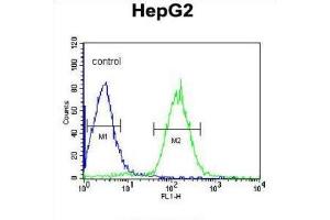 Image no. 1 for anti-Phospholipid Transfer Protein (PLTP) antibody (ABIN3003343)