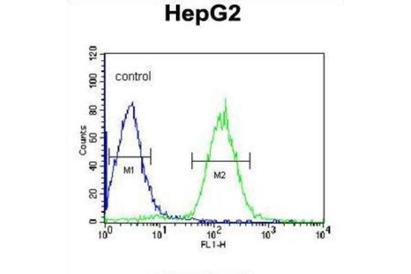 anti-Phospholipid Transfer Protein (PLTP) antibody
