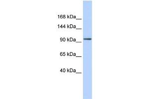 Image no. 1 for anti-Zinc Finger Protein 560 (ZNF560) (Middle Region) antibody (ABIN2775099)