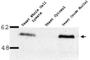 Image no. 1 for anti-Nucleoporin 35kDa (NUP35) antibody (ABIN540630)