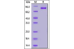 Image no. 2 for Ectonucleoside Triphosphate diphosphohydrolase 1 (ENTPD1) (AA 38-478) (Active) protein (mFc Tag) (ABIN7013522)