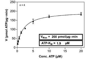 Image no. 1 for TANK-Binding Kinase 1 (TBK1) (AA 1-729) protein (ABIN5570624)