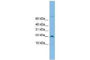 Image no. 1 for anti-NHP2 Non-Histone Chromosome Protein 2-Like 1 (NHP2L1) (N-Term) antibody (ABIN2778692)
