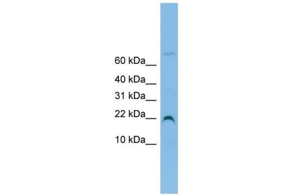 anti-NHP2 Non-Histone Chromosome Protein 2-Like 1 (NHP2L1) (N-Term) antibody