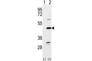 Image no. 1 for anti-Bone Morphogenetic Protein 7 (BMP7) (AA 15-44) antibody (ABIN3030181)