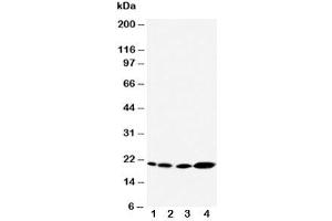 Image no. 6 for anti-Caveolin 2 (CAV2) (AA 1-17) antibody (ABIN3030339)