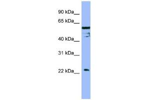 Image no. 1 for anti-Fas Apoptotic Inhibitory Molecule (FAIM) (Middle Region) antibody (ABIN2786592)