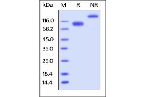 Image no. 1 for Leukocyte Immunoglobulin-Like Receptor B3 (LILRB3) (AA 24-443) protein (Fc Tag) (ABIN6253709)