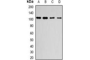 Image no. 2 for anti-Dipeptidyl-Peptidase 8 (DPP8) antibody (ABIN2966583)