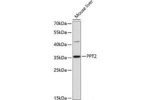 PPT2 antibody