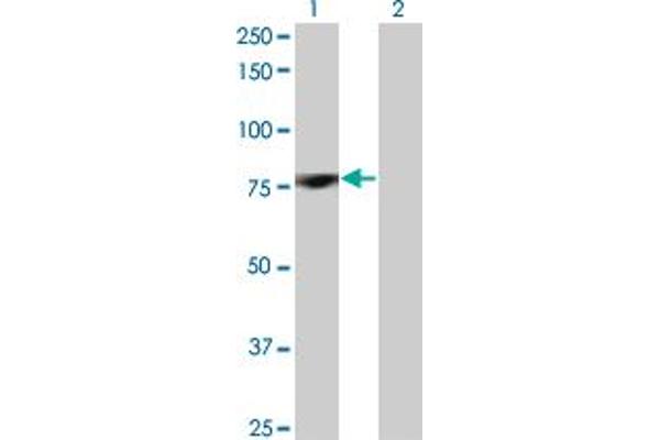 anti-Protein Kinase C, delta (PKCd) (AA 577-676) antibody