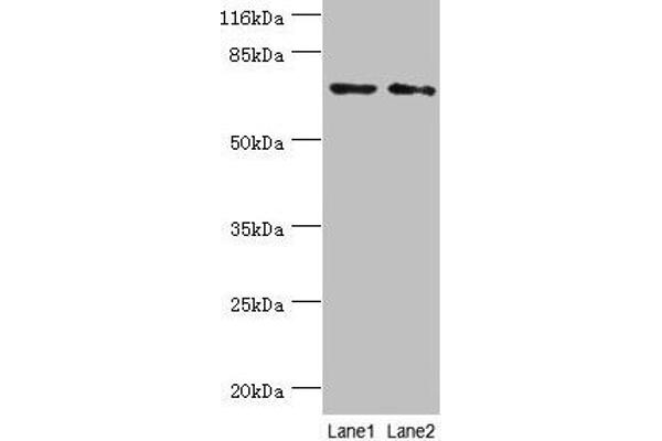 MAGEC3 antibody  (AA 75-197)