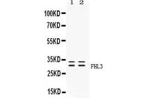 Image no. 1 for anti-Four and A Half LIM Domains 3 (FHL3) (AA 41-84), (N-Term) antibody (ABIN4886590)