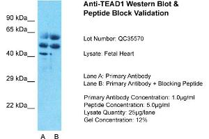 Image no. 2 for anti-TEA Domain Family Member 1 (SV40 Transcriptional Enhancer Factor) (TEAD1) (C-Term) antibody (ABIN2781167)