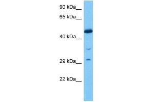 Image no. 5 for anti-Early Growth Response 2 (EGR2) (C-Term) antibody (ABIN2792631)