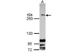 WB Image Sample (30 ug of whole cell lysate) A: Raji 5% SDS PAGE antibody diluted at 1:1000