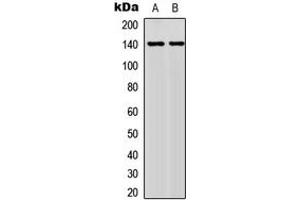 NFATC4 抗体  (C-Term, pSer676)