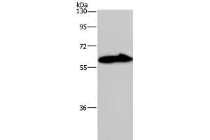 KCNG4 antibody