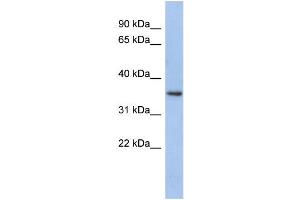 Image no. 1 for anti-Peroxisomal Biogenesis Factor 7 (PEX7) (N-Term) antibody (ABIN2786508)