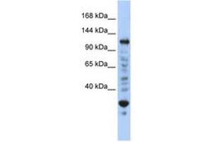 Image no. 1 for anti-Nuclear Transcription Factor, X-Box Binding 1 (NFX1) (N-Term) antibody (ABIN6740397)