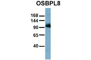 Image no. 3 for anti-Oxysterol Binding Protein-Like 8 (OSBPL8) (Middle Region) antibody (ABIN2781876)