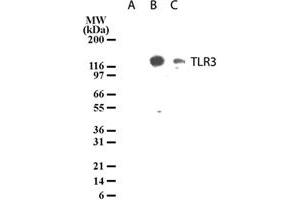 Image no. 2 for anti-Toll-Like Receptor 3 (TLR3) antibody (ABIN531989)