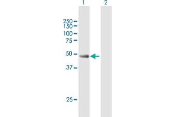 CYLC2 antibody  (AA 1-348)