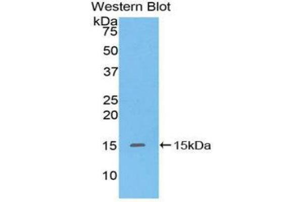 anti-Defensin, alpha 5, Paneth Cell-Specific (DEFA5) (AA 20-94) antibody