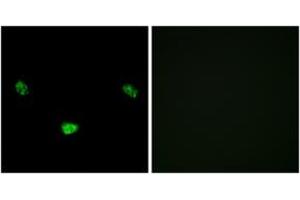 Image no. 3 for anti-Hepatocyte Nuclear Factor 4, alpha (HNF4A) (AA 280-329), (pSer313) antibody (ABIN1531864)
