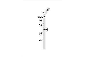 Image no. 1 for anti-POU Class 3 Homeobox 3 (POU3F3) (AA 381-407), (C-Term) antibody (ABIN1881675)