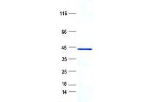 Image no. 1 for Ribosomal Protein L28 (RPL28) protein (GST tag,His tag) (ABIN5505763)