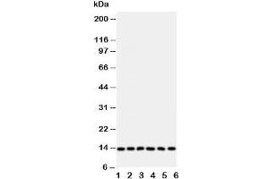 Western blot testing of Glutaredoxin 2 antibody and Lane 1:  rat testis;  and human samples 2: HeLa;  3: U87;  4: NEU;  5: Jurkat;  6: MCF-7 cell lysate