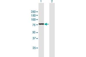 Western Blot analysis of GFPT2 expression in transfected 293T cell line by GFPT2 MaxPab polyclonal antibody.