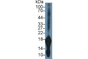 Image no. 2 for anti-Gastrokine 1 (GKN1) (AA 53-192) antibody (ABIN1859011)