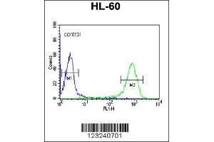 Flow Cytometry (FACS) image for anti-DCP2 Decapping Enzyme Homolog (DCP2) antibody (ABIN2158497)