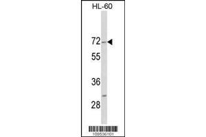 Image no. 1 for anti-Homeodomain Interacting Protein Kinase 4 (HIPK4) (AA 537-566), (C-Term) antibody (ABIN1882089)