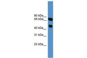 Image no. 1 for anti-Synaptotagmin XVI (SYT16) (AA 51-100) antibody (ABIN6746592)