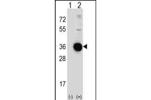 DDIT4 antibody  (C-Term)