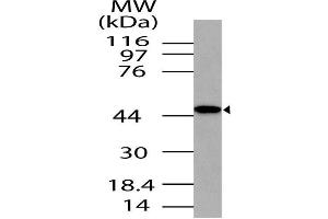 Image no. 1 for anti-TAR (HIV-1) RNA Binding Protein 2 Pseudogene (TARBP2P) (AA 150-366) antibody (ABIN5027591)
