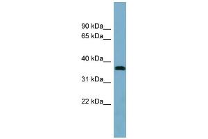 Image no. 1 for anti-Neuralized Homolog 2 (NEURL2) (Middle Region) antibody (ABIN2784966)