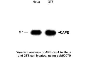 Image no. 1 for anti-Apurinic/Apyrimidinic Endonuclease 1 (APEX1) antibody (ABIN363379)