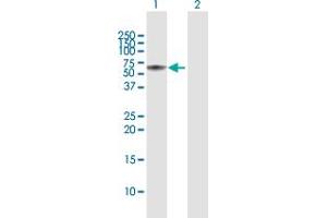 Image no. 3 for anti-SH2 Domain Containing 4A (SH2D4A) (AA 1-454) antibody (ABIN949563)