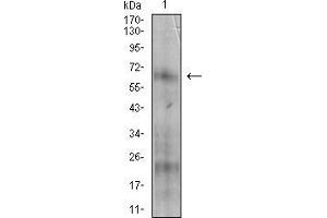 Image no. 6 for anti-5'-Nucleotidase, Ecto (CD73) (NT5E) (AA 30-250) antibody (ABIN2683003)
