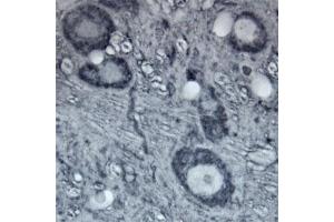Image no. 11 for anti-Tubulin, beta (TUBB) (C-Term) antibody (ABIN571626)