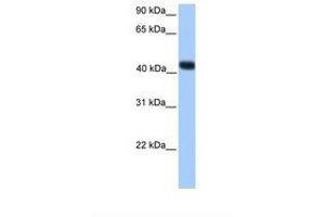 Image no. 1 for anti-Single Stranded DNA Binding Protein 4 (SSBP4) (C-Term) antibody (ABIN6737891)