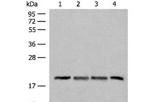 Western blot analysis of TM4 HEPG2 and A549 cell Mouse liver tissue lysates using SEC11A Polyclonal Antibody at dilution of 1:300