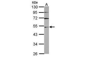 Image no. 1 for anti-Ubiquitin-Like Modifier Activating Enzyme 3 (UBA3) (AA 1-229) antibody (ABIN1501609)