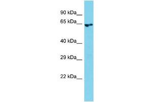 ARHGEF4 antibody  (N-Term)