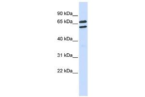 Image no. 1 for anti-Tripartite Motif Family-Like 1 (TRIML1) (Middle Region) antibody (ABIN2781282)