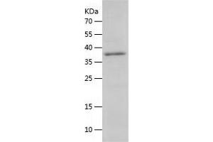 PRAS40 Protein (AA 1-256) (His tag)
